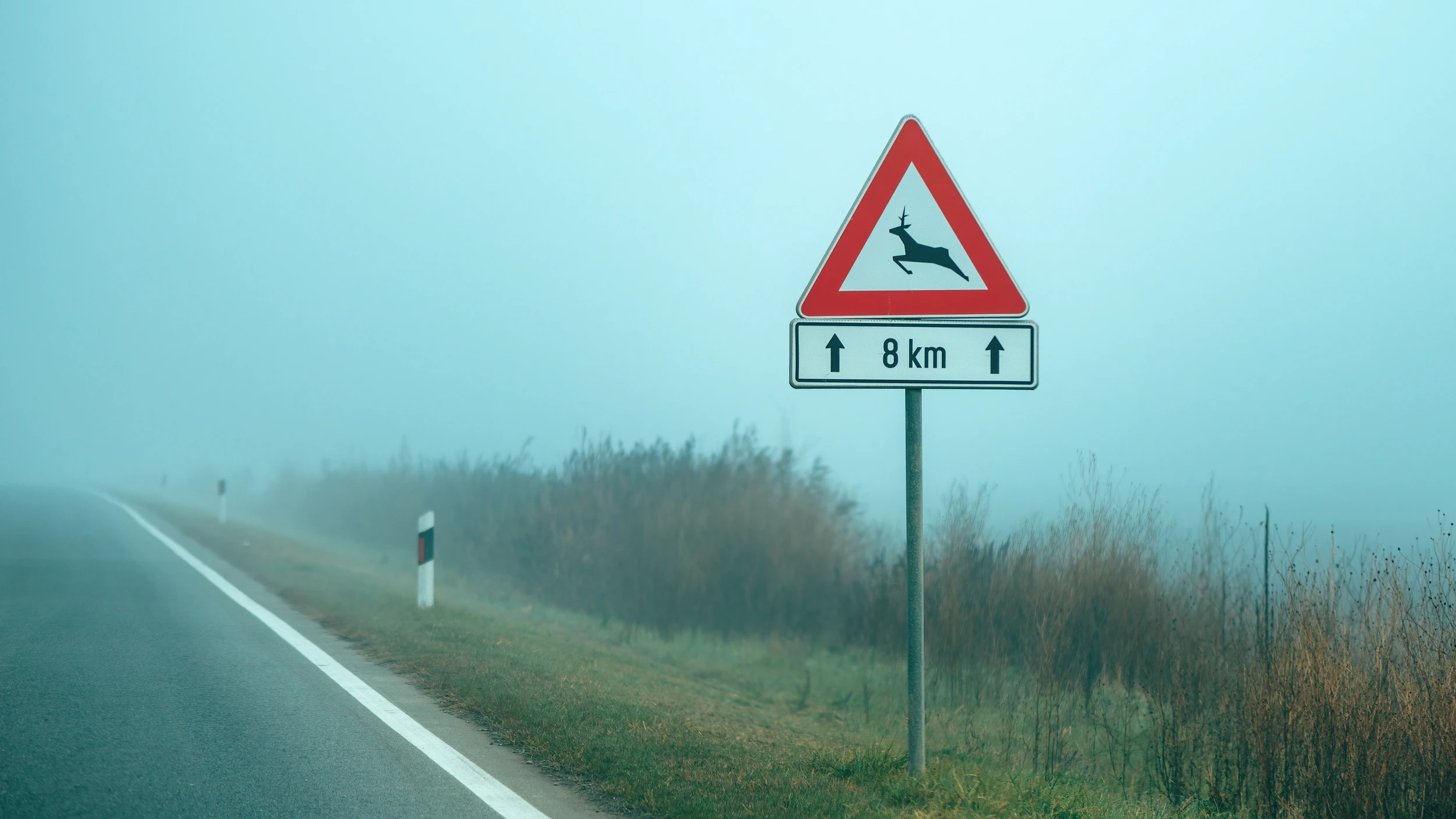 indicator rutier animale