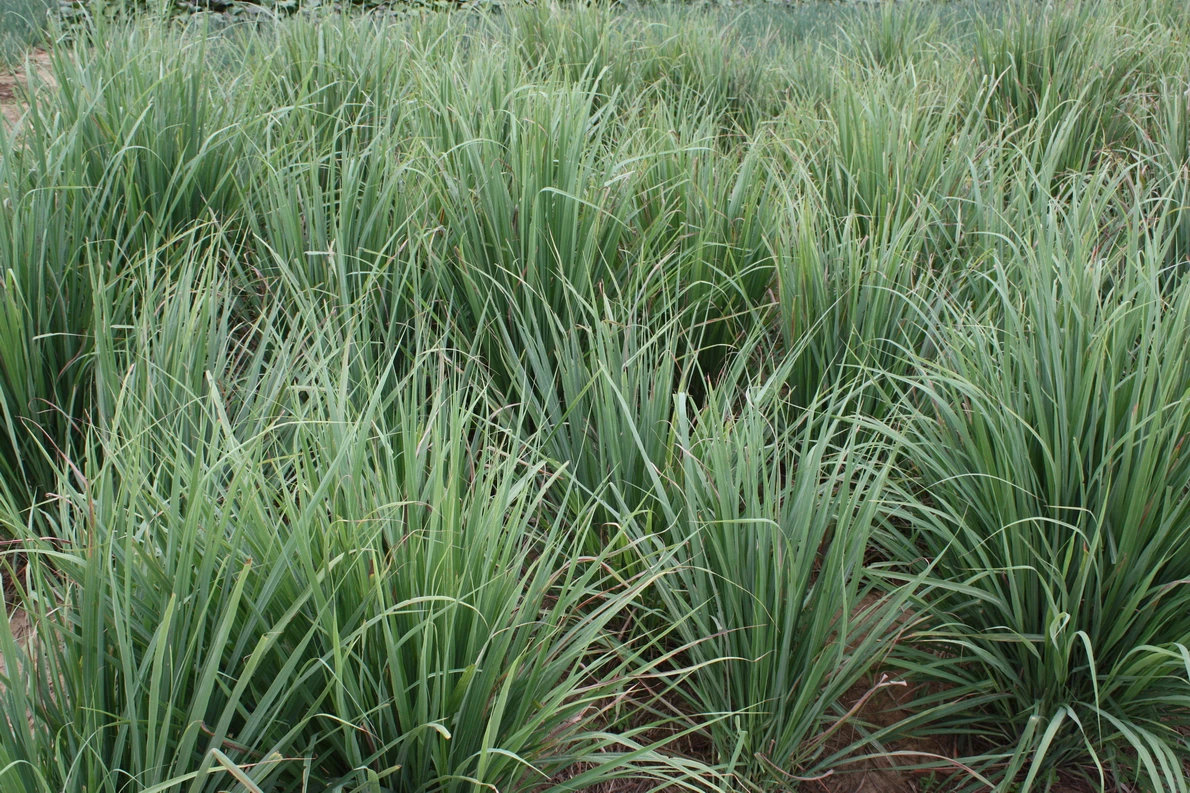 lemongrass, citronela