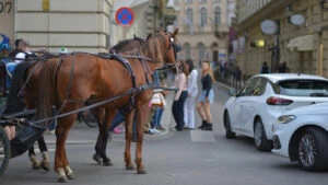 mașini, mașină, căruță, trăsură, cal, cai