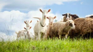 ovine caprine oi capre