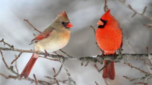 pasari, cardinalul comun