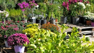 plante, flori