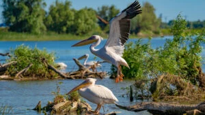 Delta Dunării