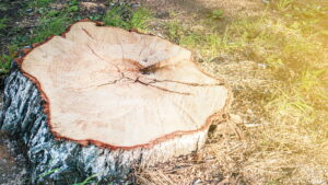 buturuga, copac taiat