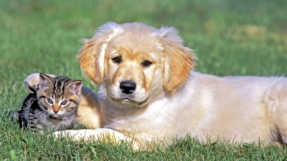 Regulă pentru proprietarii de animale de companie. Schimbare pentru cei care au câini sau pisici
