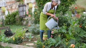 udat plante in gradina, curte