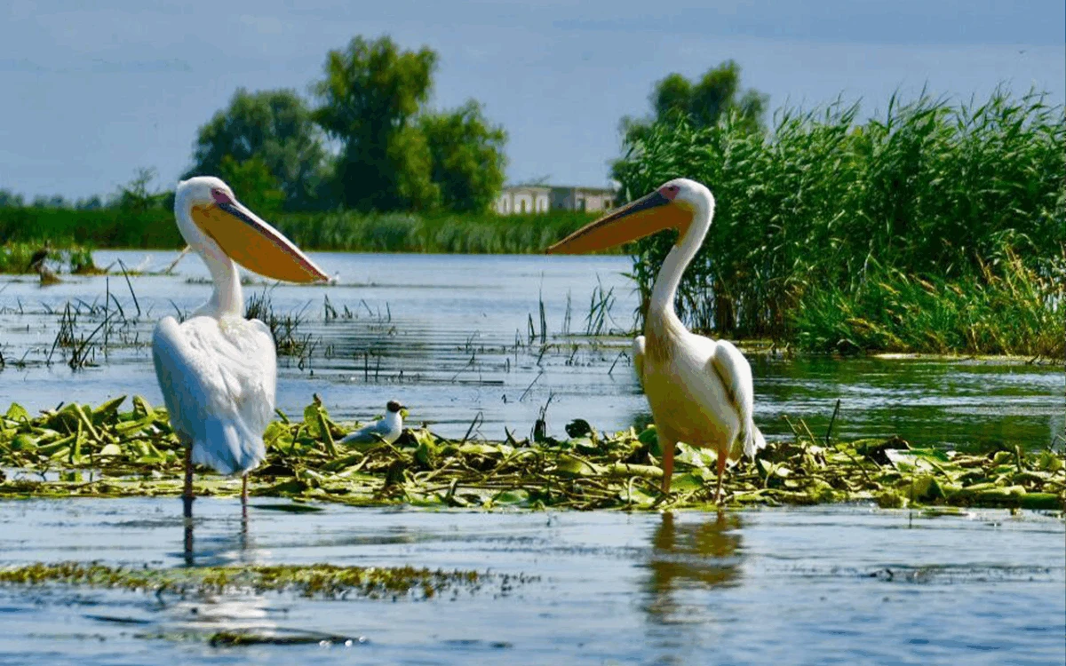 Delta Dunării – locul unde natura întâlnește aventura