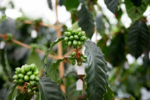 Industria cafelei întâmpină dificultăți în fața regulilor UE privind salariile decente ale fermierilor
