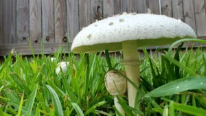 ciuperci albe in gradina
