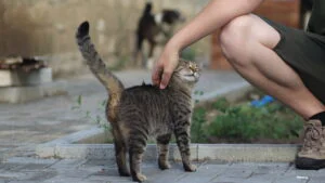 pisică