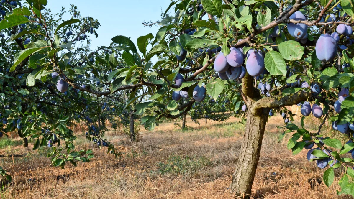 pruni, prune, livada, copaci