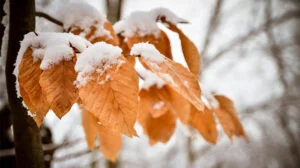 zăpadă, ninsoare, ninge, iarna 2025 2026, prognoza meteo, vreme