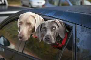animale, masina, transport