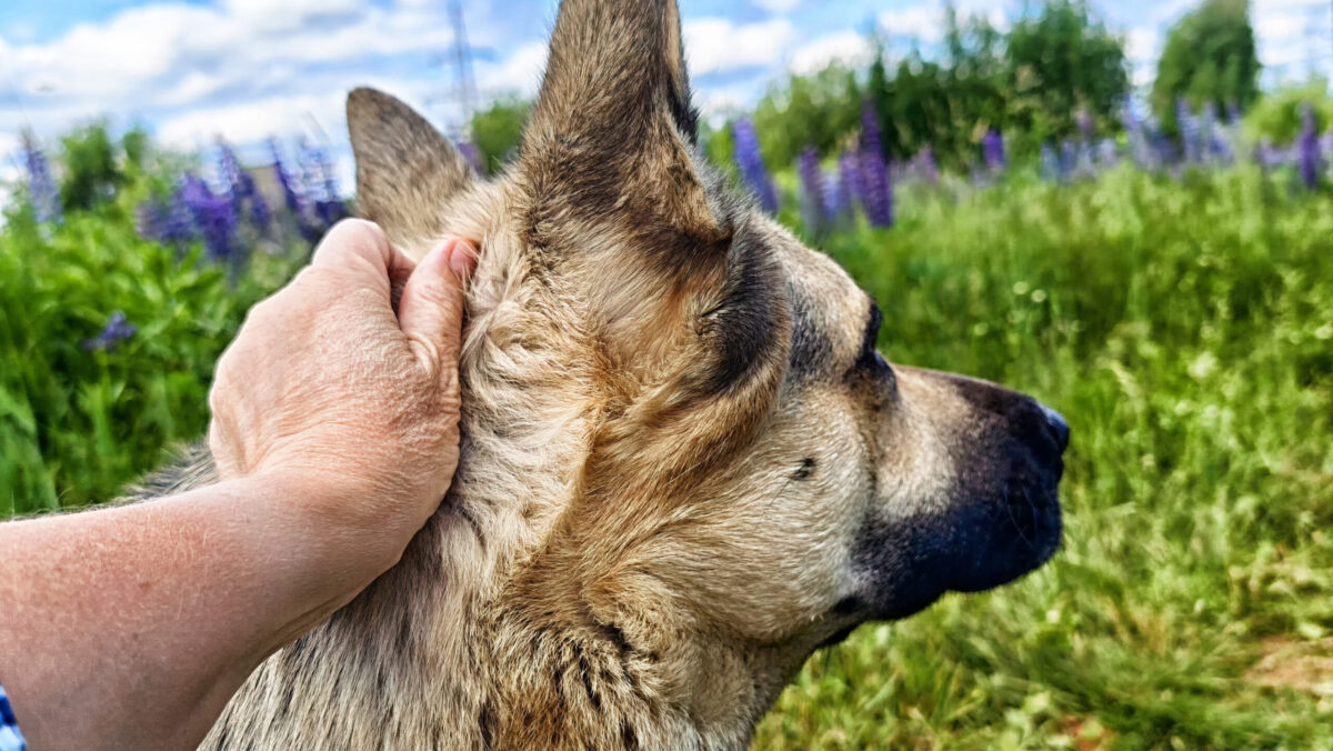 Reguli stricte pentru posesorii de animale din România. Gestul care îți aduce 2 ani de închisoare, plus o interdicție de 5 ani