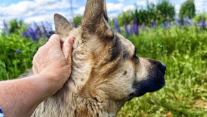 animale de companie, caine