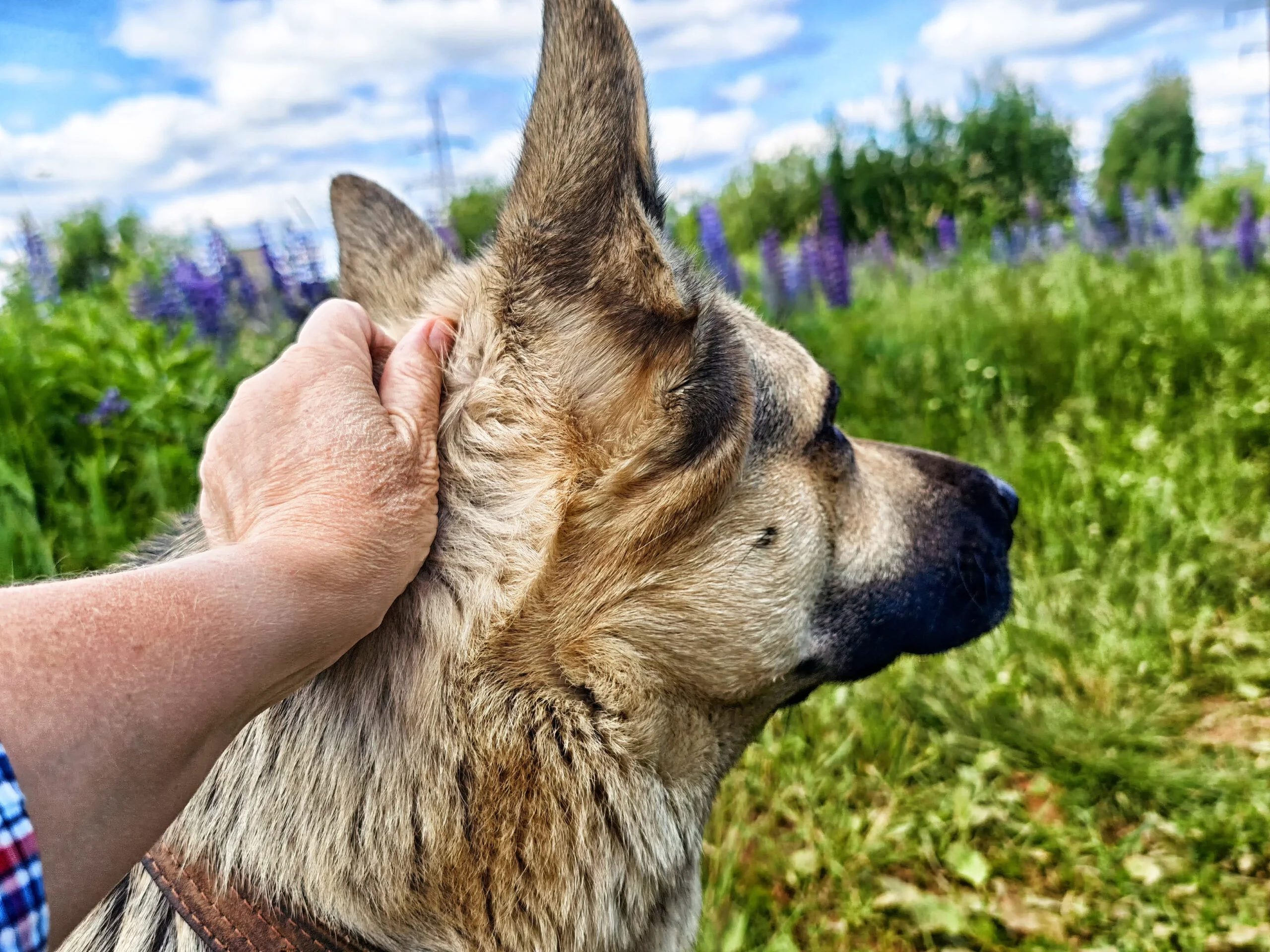 animale de companie, caine