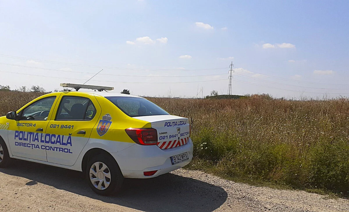 Obligație pentru proprietarii de terenuri. Se curăță proprietatea de această plantă. Primăria face verificări și se aplică amenzi