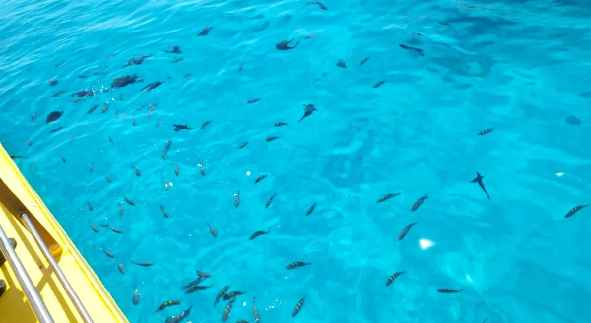 banc de pesti, recif sharm