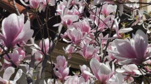 magnolie