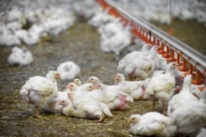 În iulie 2025, România a înregistrat creșteri ale producției de carne la bovine și păsări. Cum stăm față de Europa