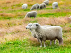 Ce se schimbă în sistemul de identificare a animalelor. ANSVSA pregătește o nouă soluție