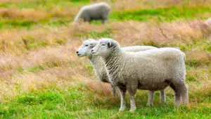 Două focare de variolă ovină și caprină în Constanța. Peste 1.100 de animale se află în exploatațiile afectate