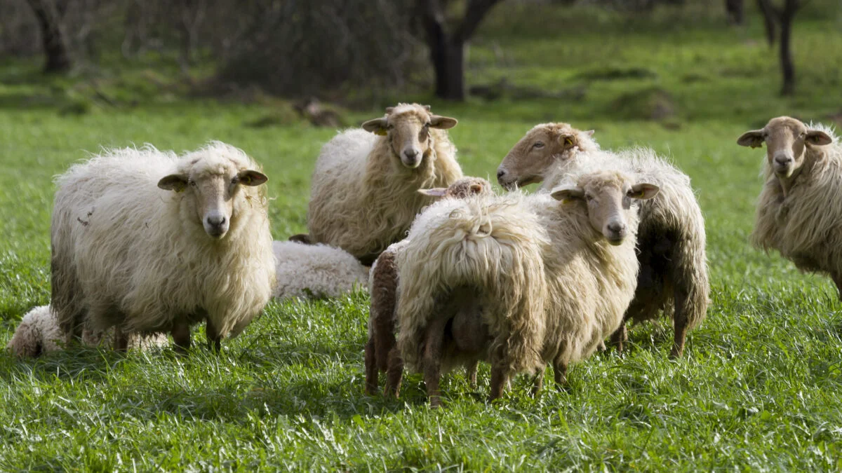 ANSVSA avertizează asupra riscului apariției focarelor de boli animale în România: Situaţia impune responsabilitate şi vigilenţă