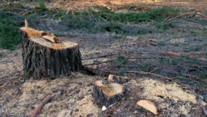 Capitala se înverzește din nou tăierile ilegale de copaci vor costa până la 5.000 de lei