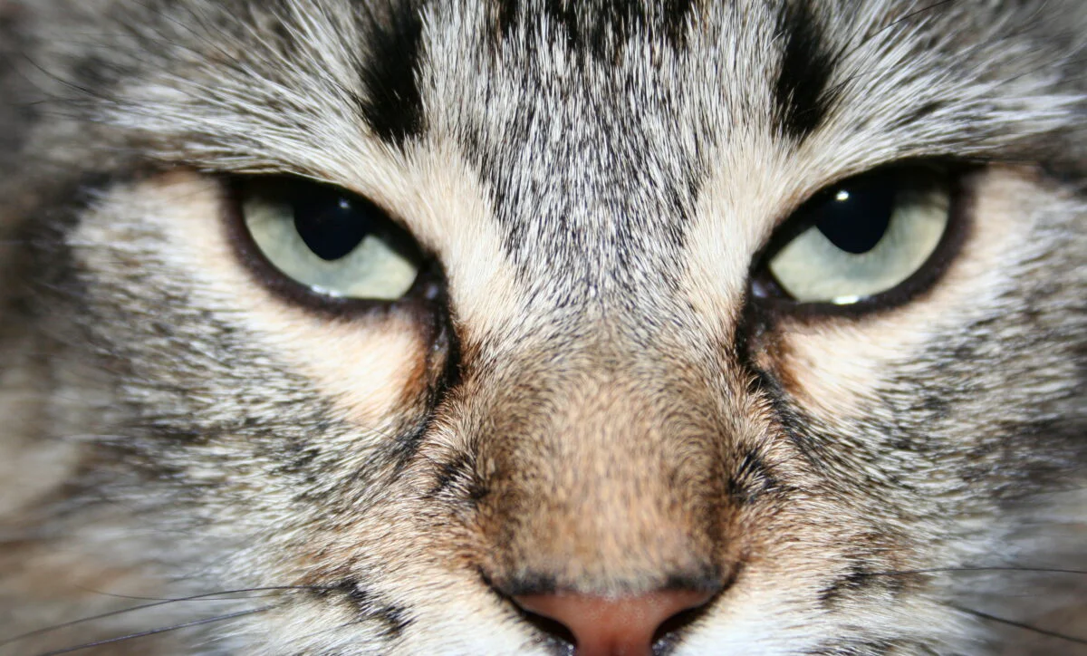 Cum arată cele mai frumoase pisici din lume. Trei din ele sunt chiar din România (FOTO)