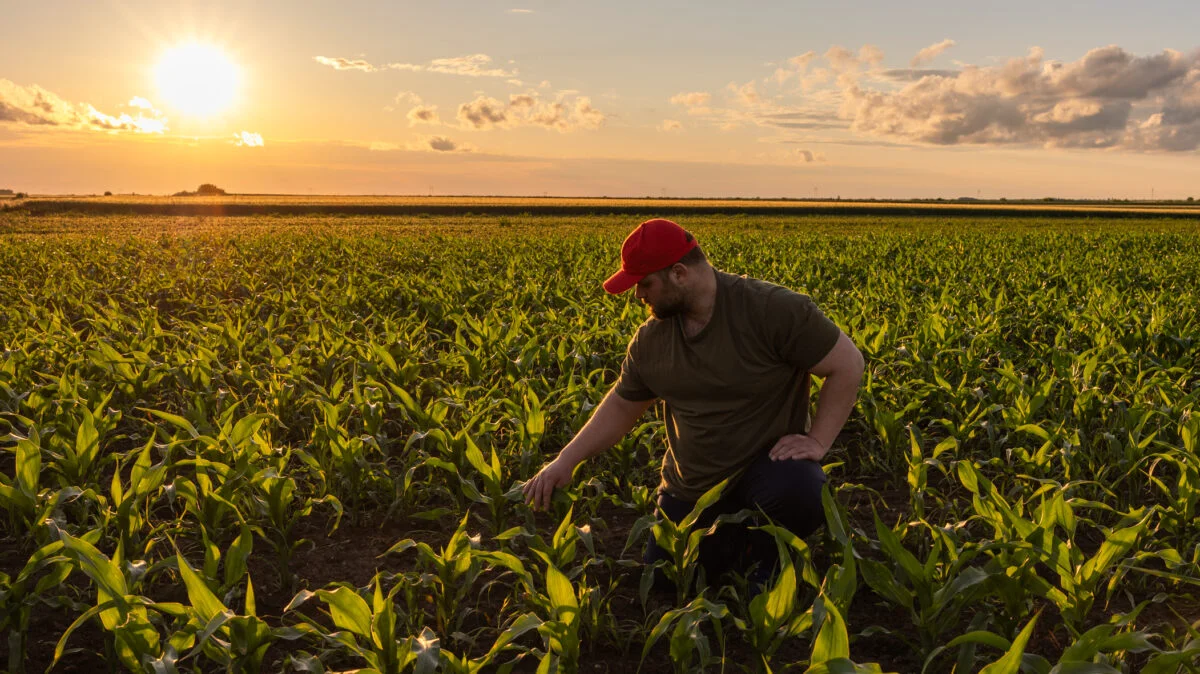 S-a tăiat din bani. Fermierii încep să primească avansul APIA pentru 2025. Sumele, mai mici decât anul trecut