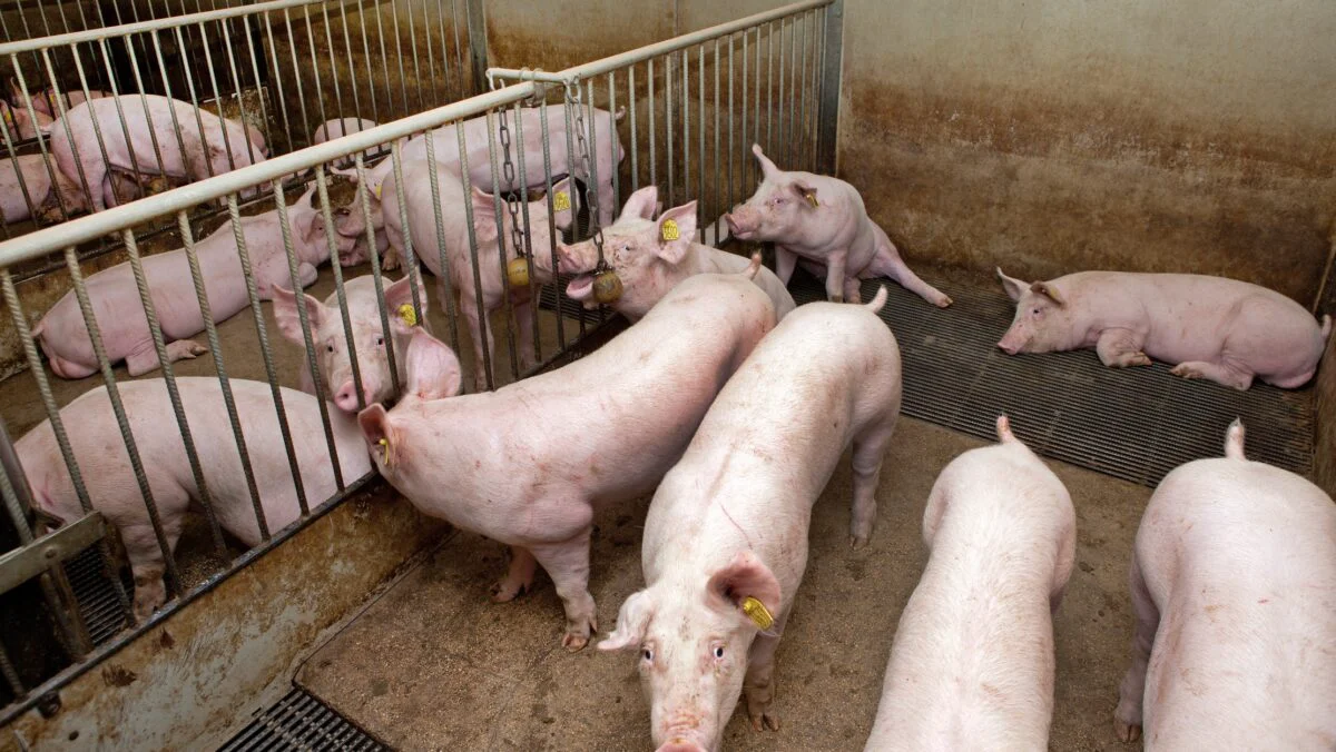 porci