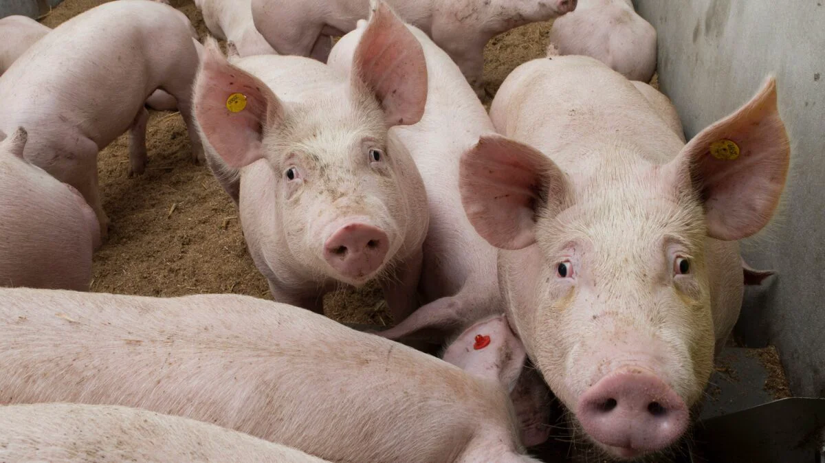 Guvernul impune reguli noi pentru producătorii de carne de porc. Măsurile vizează combaterea pestei porcine africane