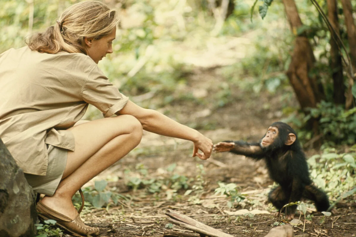 Doliu mondial. S-a stins Jane Goodall, omul de știință care a redefinit tot ce știam despre oameni și maimuțe