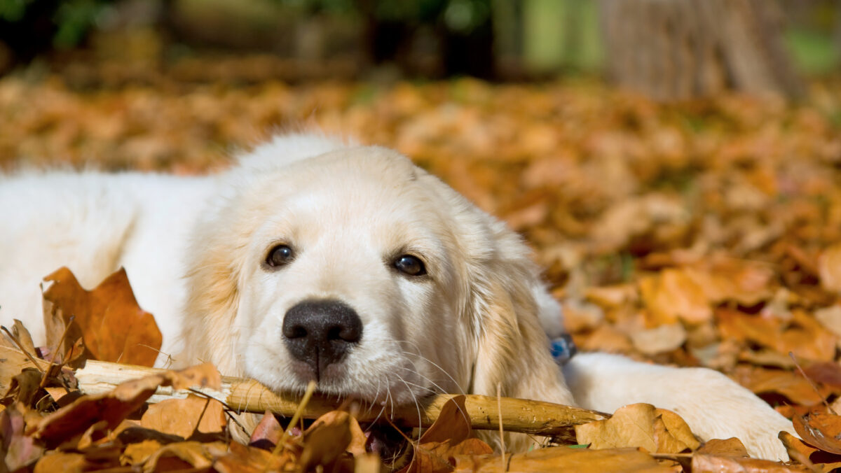 Proiect pentru schimbarea legii animalelor de companie. Câinii care nu vor mai putea fi eutanasiați: Nu e moft, e necesitate
