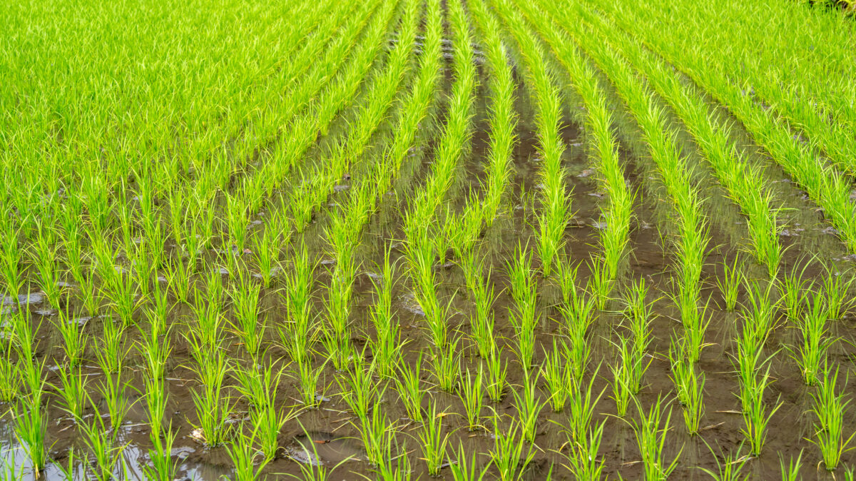Prețurile globale ale orezului au înregistrat o scădere semnificativă. Este cel mai redus nivel din 2017