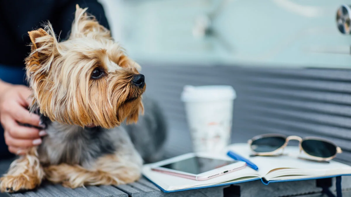 Se schimbă regulile de călătorie pentru românii care călătoresc cu animalele de companie. Crește numărul zborurilor „pet-friendly”