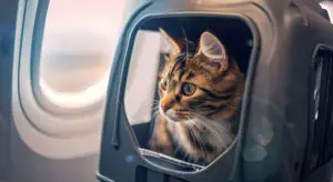 Animalul de companie a fost pierdut în timpul transportului aerian? Compania aeriană poate fi obligată să plătească despăgubiri
