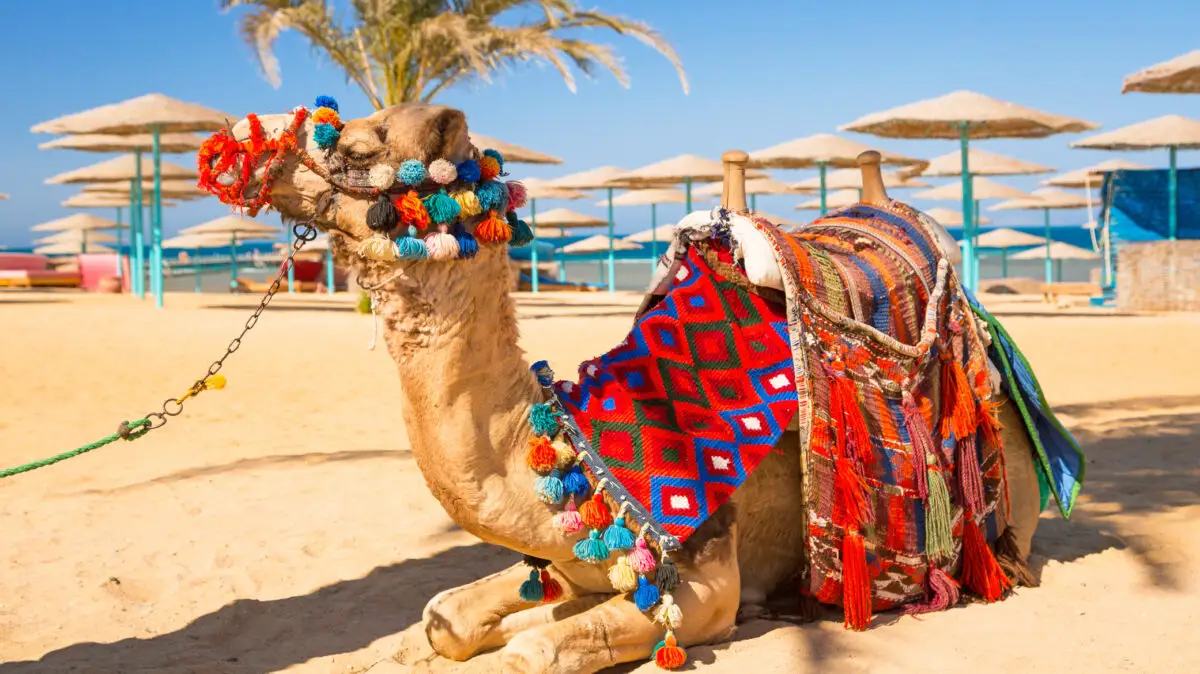 imagine autentică din hurghada, cămilă, plajă hurghada