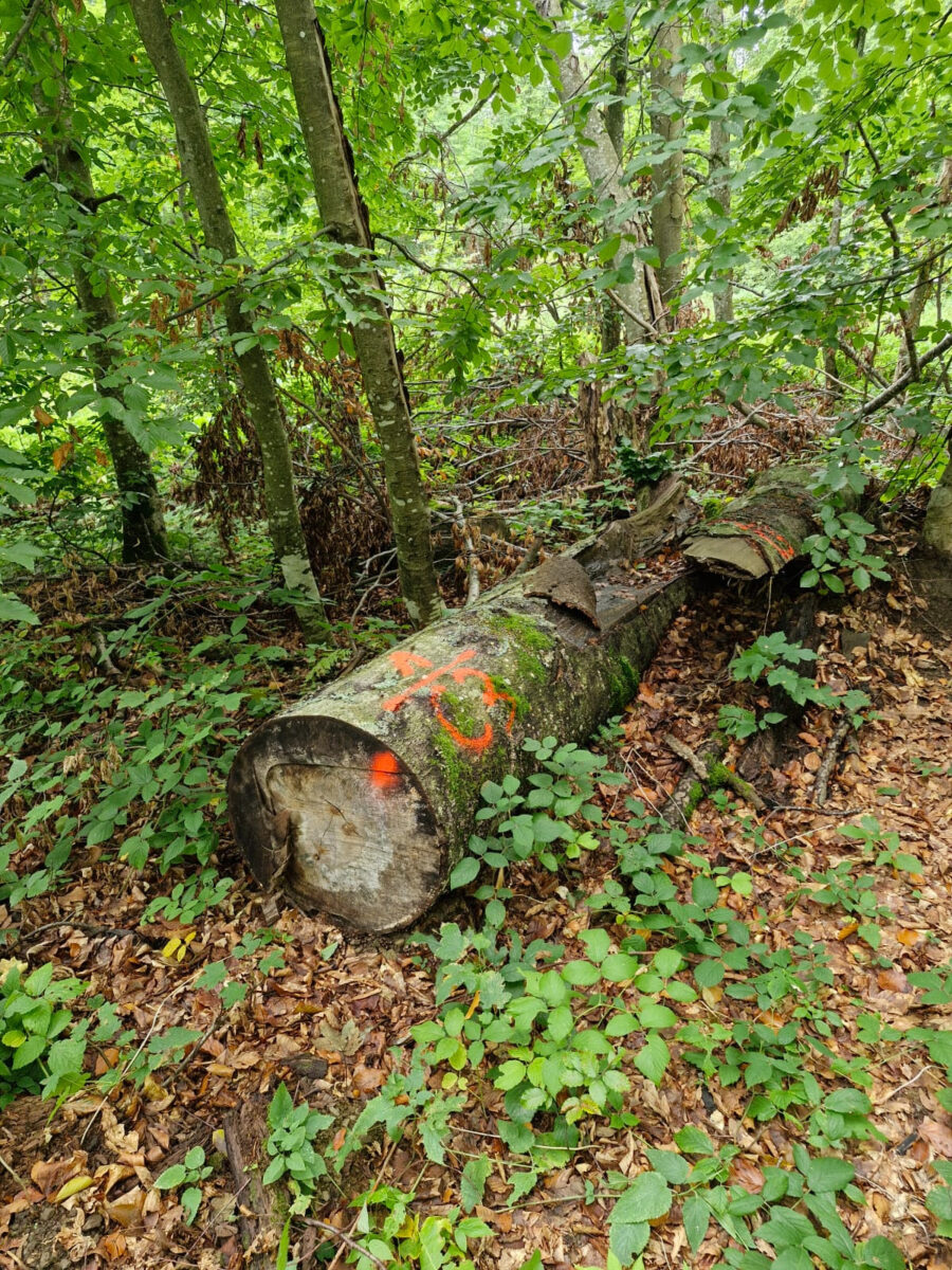 Sesizări penale după presiunea publică. Romsilva confirmă acțiuni în cazul tăierilor ilegale din pădurile UNESCO de la Strâmbu Băiuț
