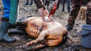 Carnea de porc provenită din sacrificări în gospodărie nu poate fi comercializată