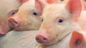 Cât costă porcul de Crăciun în 2025 supermarket sau producător local, ce este mai avantajos