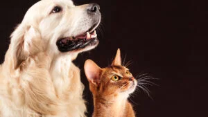 Cât costă să ai un animal de companie în 2025 de la microcip și vaccinuri obligatorii până la pașaportul european