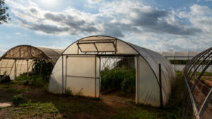 Guvernul schimbă regimul fiscal pentru solarii și sere. Fermierii avertizează Aceste taxe si impozite vor fi un dezastru. Vor închide, vor pleca în străinătate