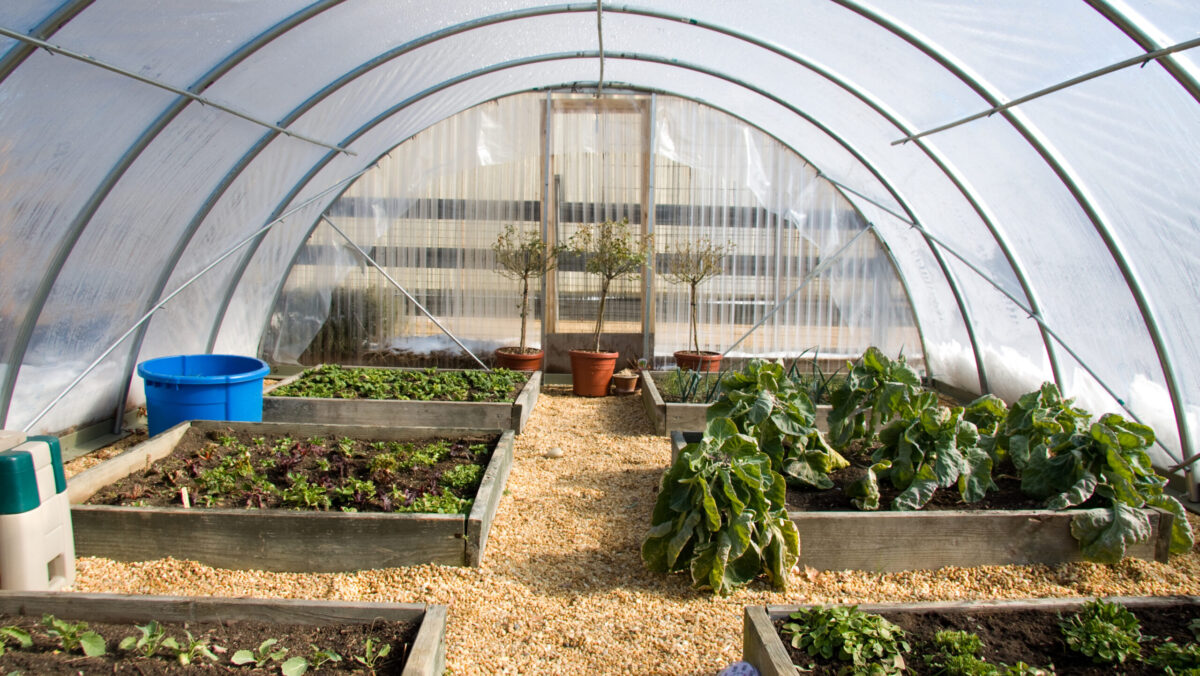 Noua taxă impusă fermierilor. Intră în vigoare din 2026: Legumicultura este în stare deplorabilă