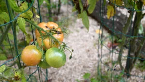 Prognoza agrometeorologică 13 - 19 noiembrie. Cât de aspră va fi iarna 2025-2026 pentru agricultori