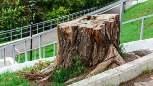 Propunere de OUG pentru tăierile ilegale de copaci. Pedepse cu închisoarea până la 3 ani