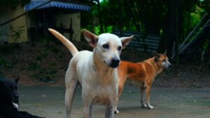 Recunoaşterea animalelor ca fiinţe vii