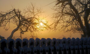 Reguli la curte privind gardul si copacii