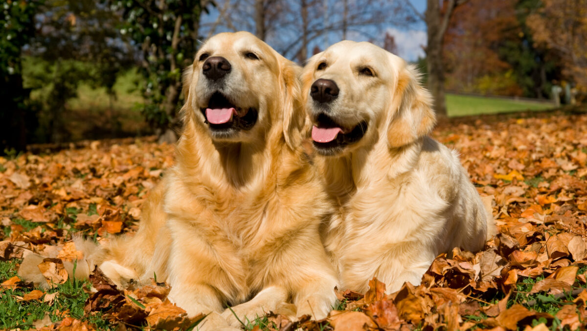 Amendă de 1.600 de lei pentru românii care au câini. Ce reguli trebuie să respecte stăpânii de câini