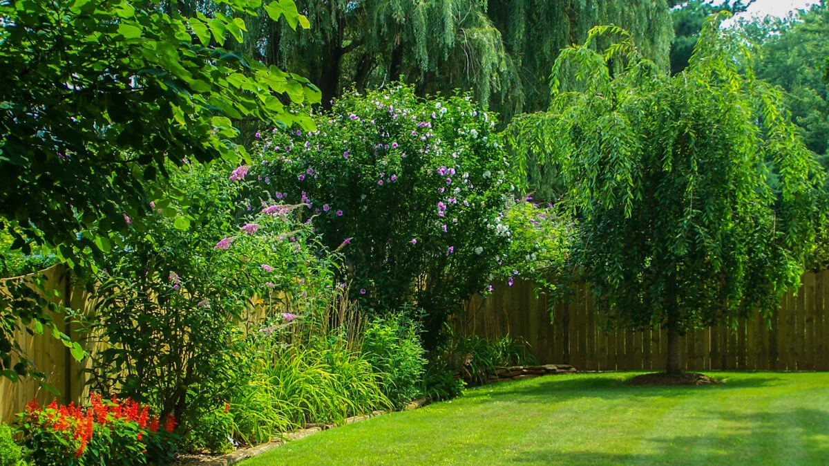 salcie, copaci, curte, copaci in curte